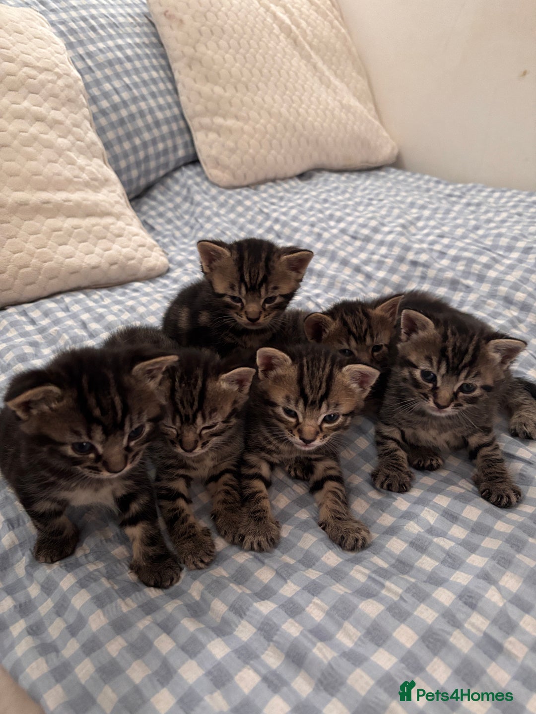 British Shorthair cats for sale: 6 Adorable Kittens for Sale - Image 1