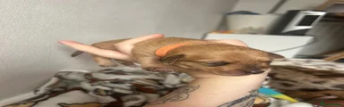 Mixed Breed 6