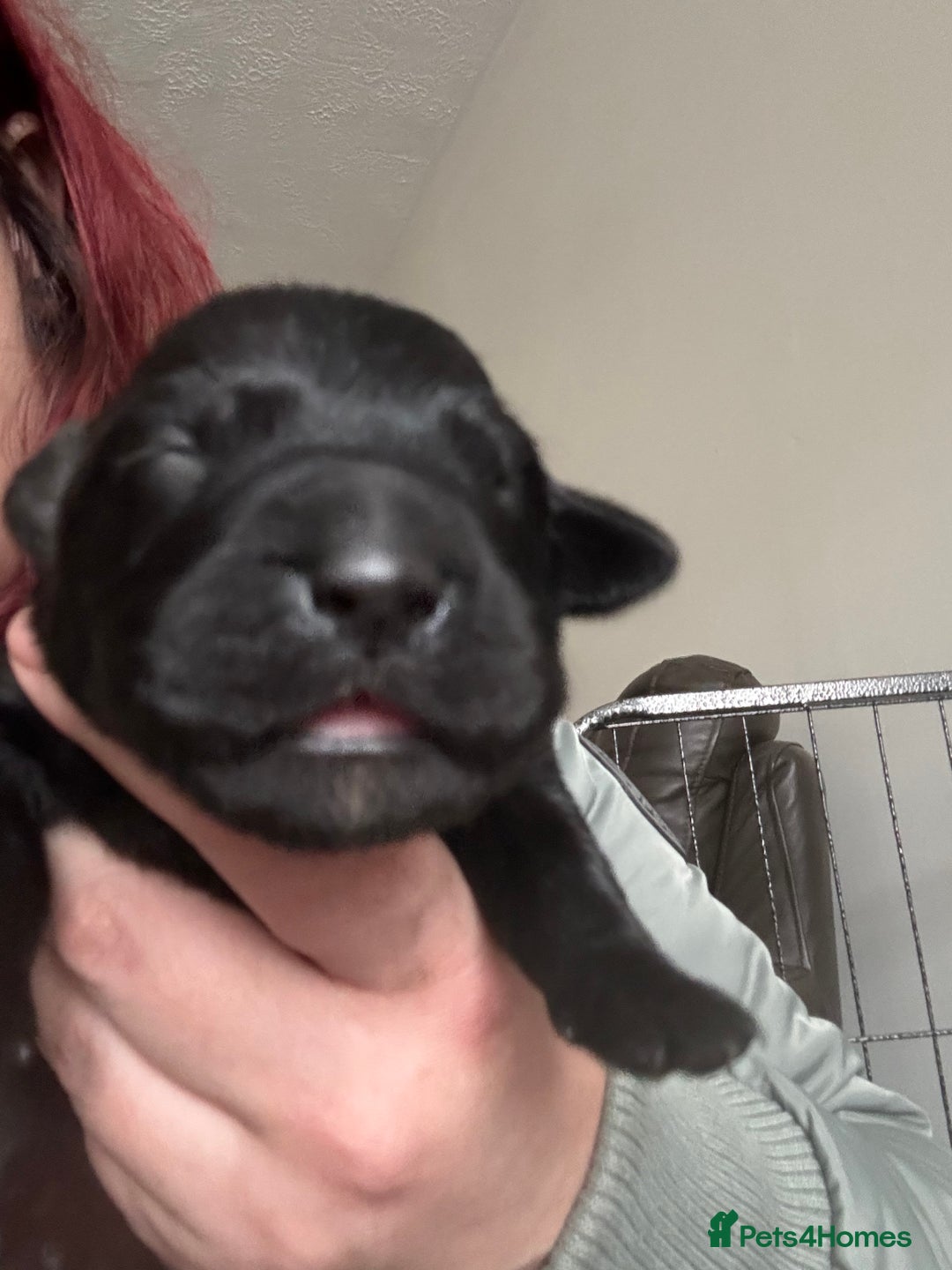 Mixed Breed dogs for sale: Stunning lab/rottie x golden retriever puppies e - Advert 11