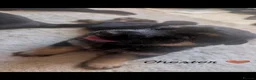 German Shepherd dogs for sale: 11 Beautiful German Shepherd Pups - Advert 12