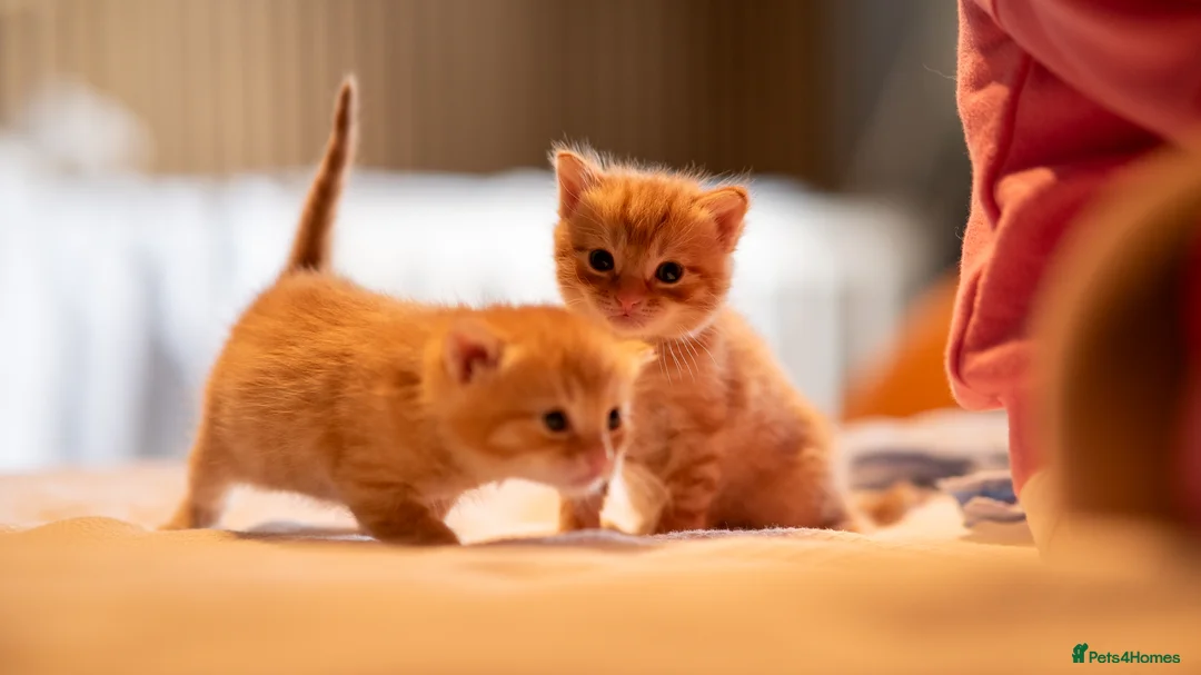 Mixed Breed cats for sale: Ragamuffin & Siamese tabby mixed - Advert 2