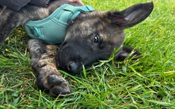 Mixed Breed dogs for sale: Shepherd Mix gorgeous girl for rehoming  - Image 11