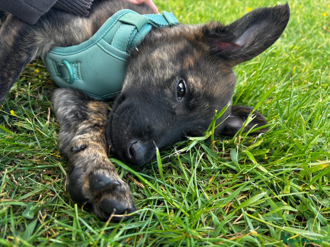Mixed Breed dogs for sale: Shepherd Mix gorgeous girl for rehoming  - Image 11