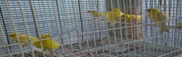 Canaries birds for sale: Mixed canaries in Northwich - Advert 9