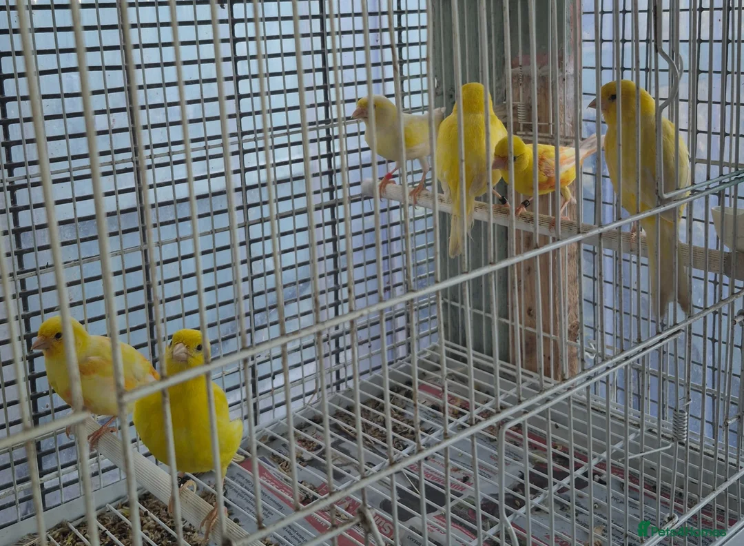 Canaries birds for sale: Mixed canaries in Northwich - Advert 9