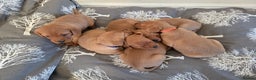 Labrador Retriever dogs for sale: Stunning Red fox labrador puppies  - Advert 12
