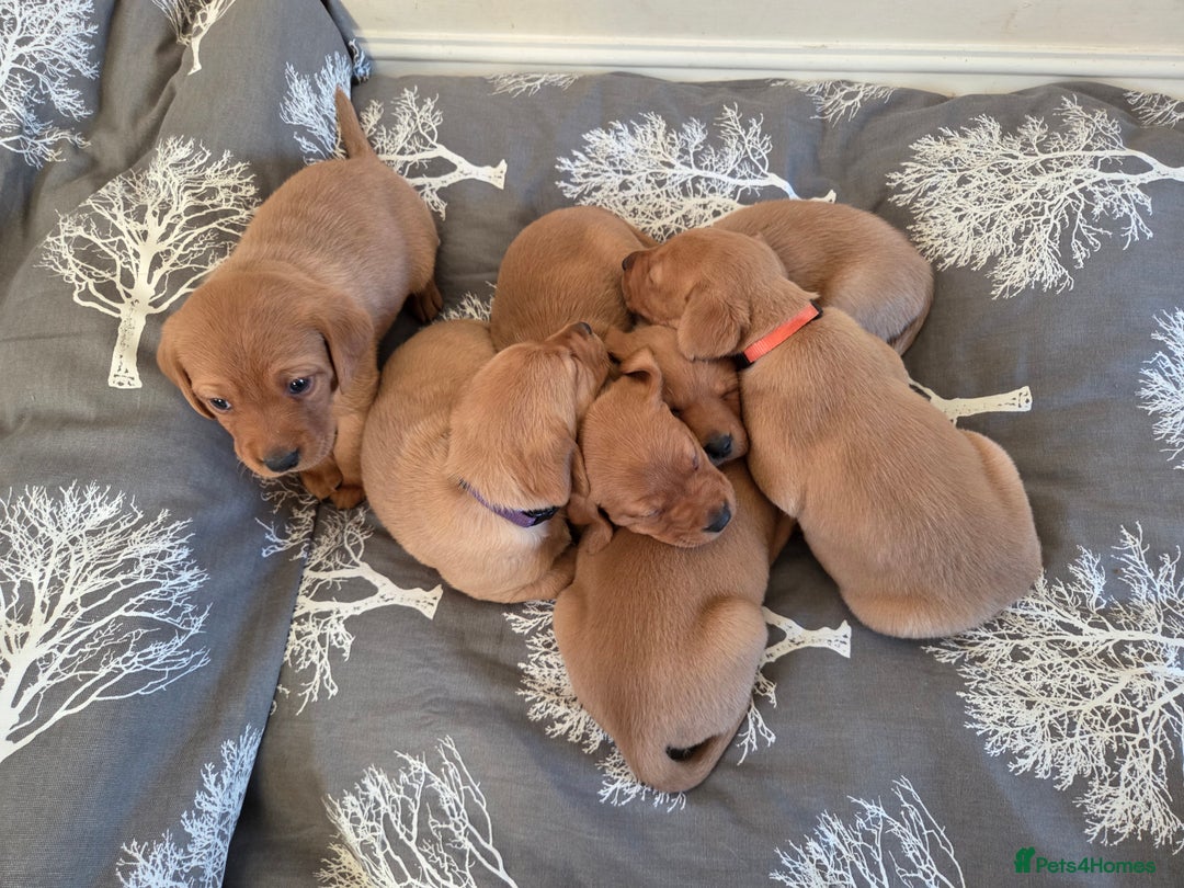 Labrador Retriever dogs for sale: Stunning Red fox labrador puppies  - Advert 12