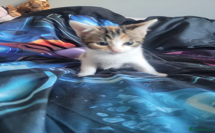 Mixed Breed cats - Advert 1