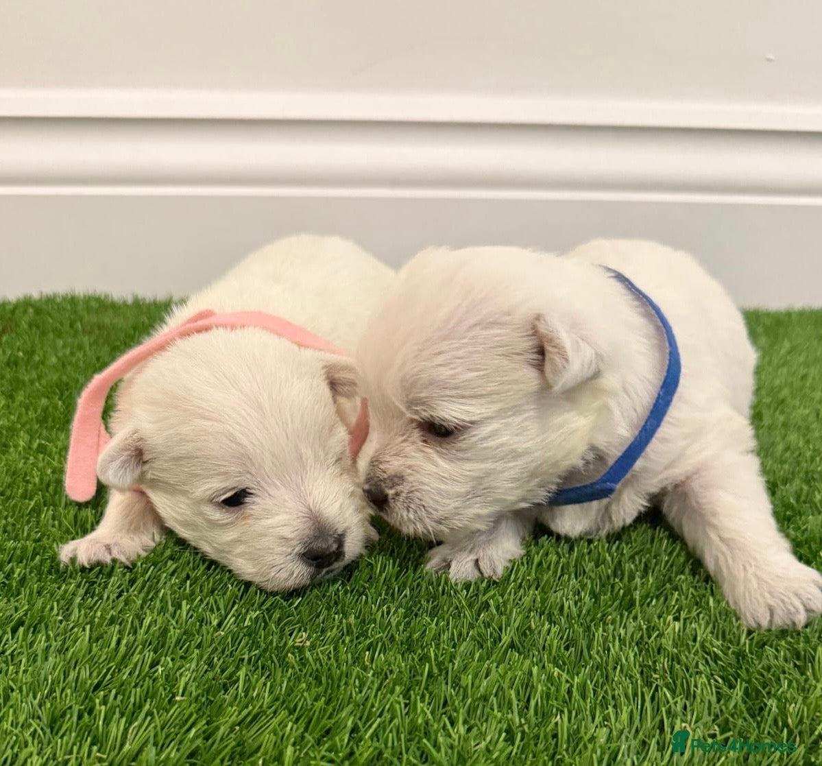 West Highland Terrier dogs KC West Highland Terriers 🧬 Health Tested Parents - Advert 2