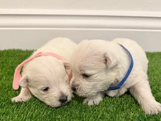 West Highland Terrier dogs KC West Highland Terriers 🧬 Health Tested Parents - Advert 1
