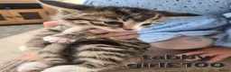 Mixed Breed cats for sale: Mixed fur babies - Advert 2