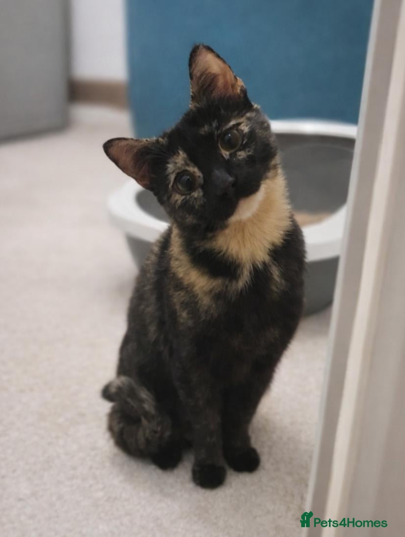 Domestic Shorthair cats Sweet and Dopey Girl Pidge Seeking Loving Home - Advert 4
