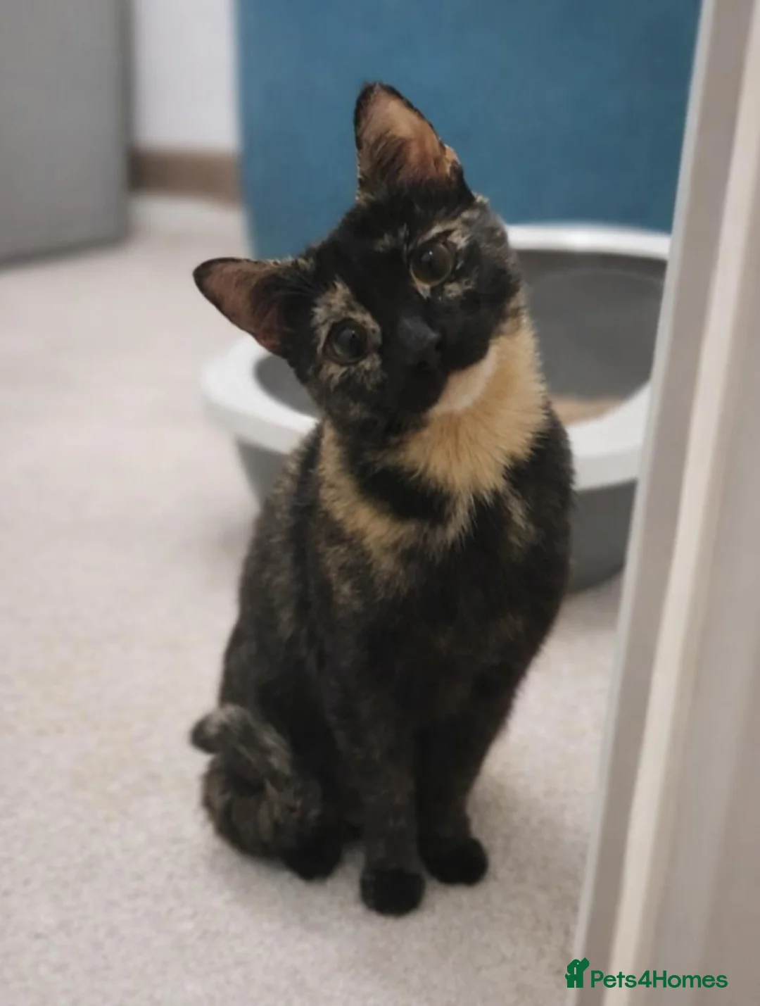 Domestic Shorthair cats for sale: Sweet and Dopey Girl Pidge Seeking Loving Home - Advert 1