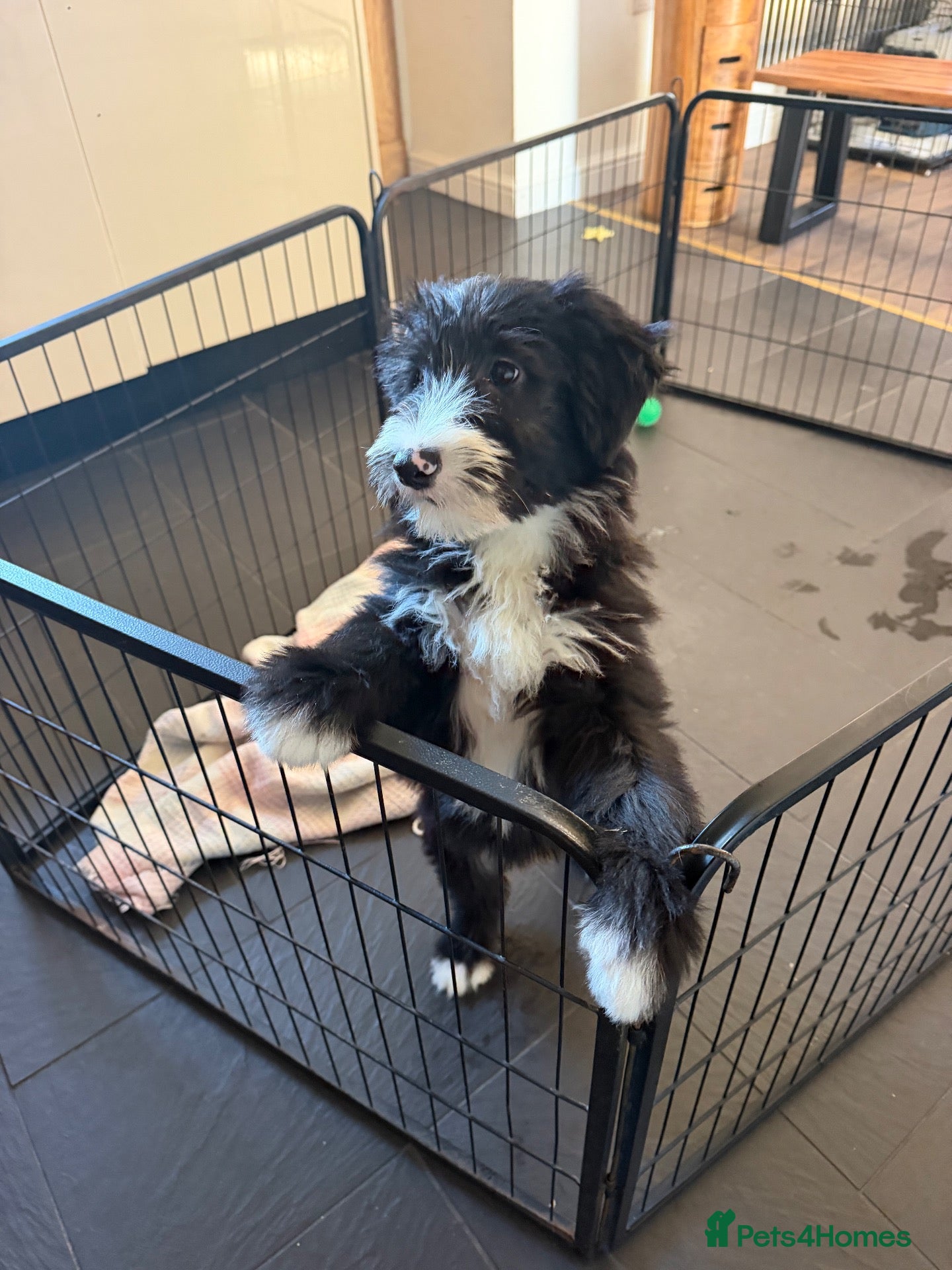 Bearded Collie dogs Beautiful Bearded Collie Puppies  - Advert 1