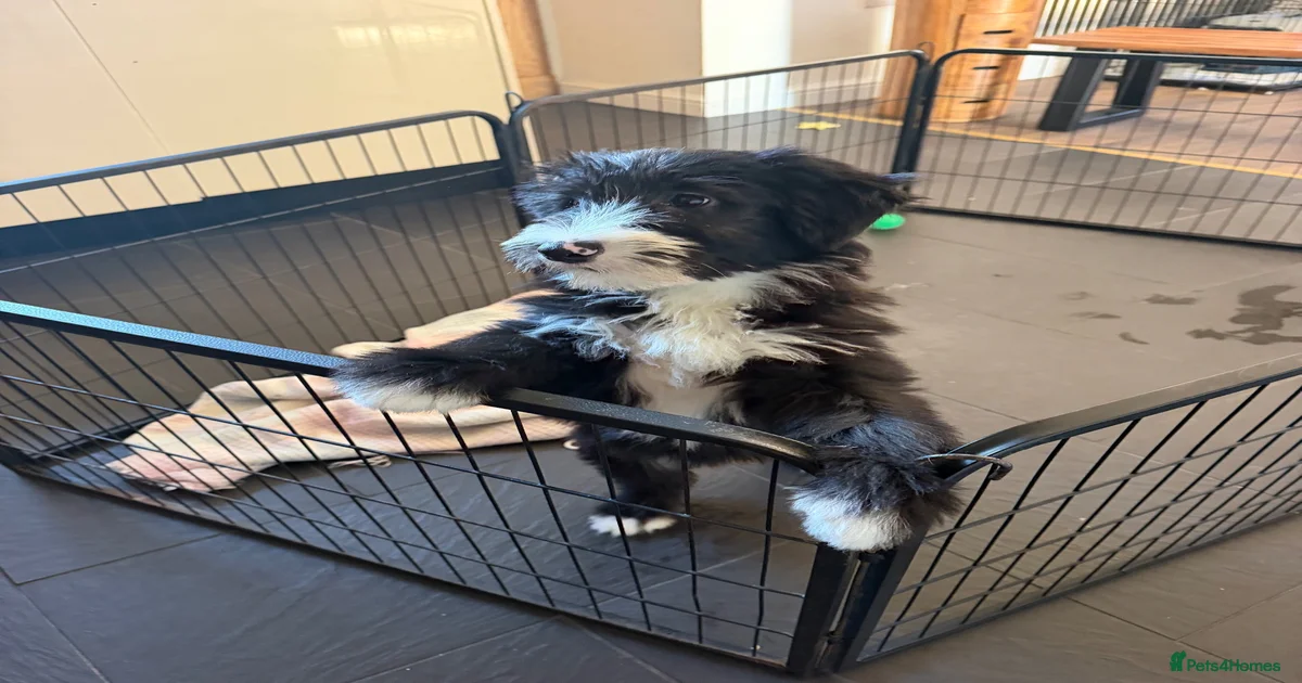 Beautiful Bearded Collie Puppies for sale in Swansea | Pets4Homes