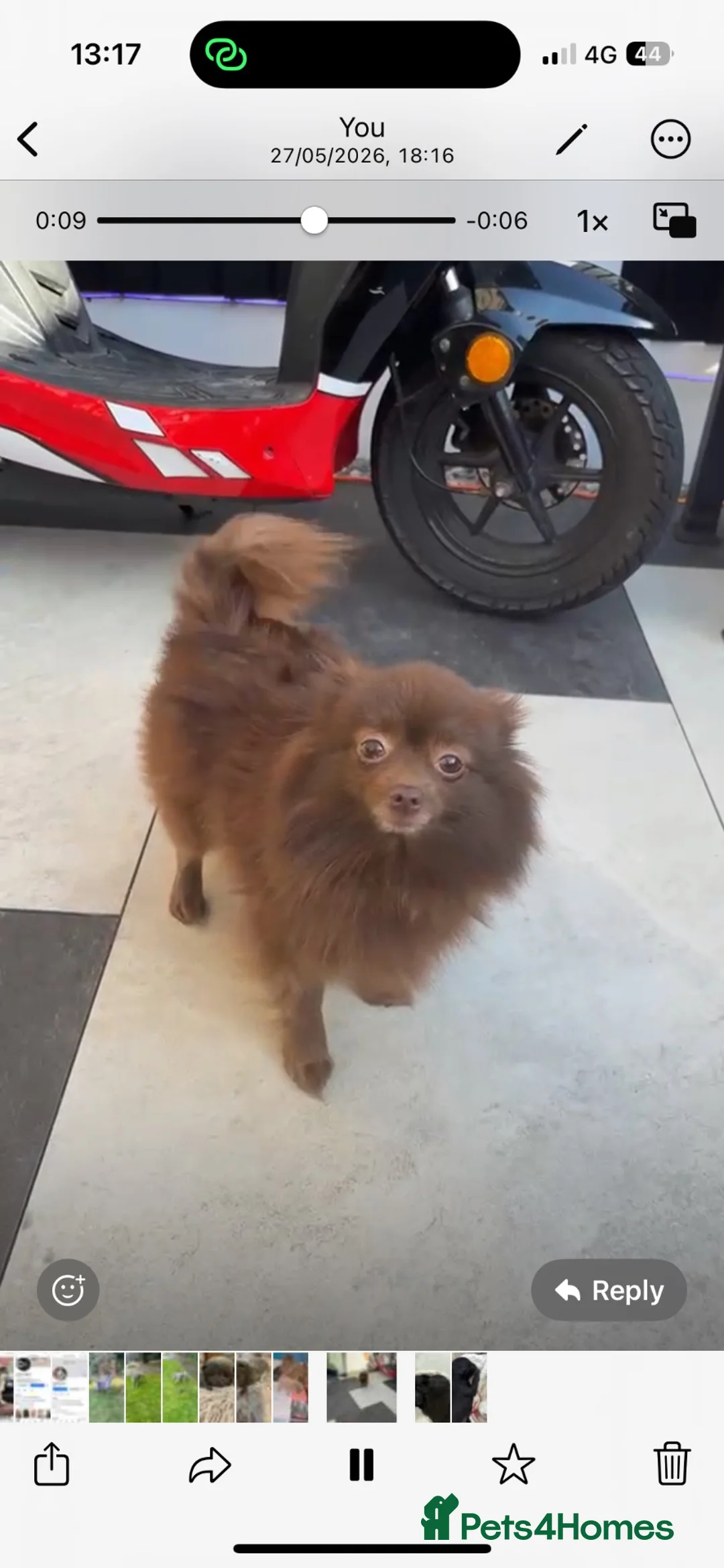 Pomeranian dogs for sale:   Beautiful true to type Pom baby’s  - Advert 12