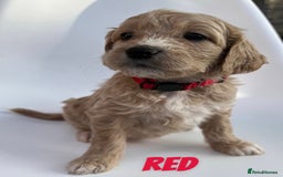Mixed Breed dogs for sale: Beautiful litter of 10 Golden Doodles  - Image 3