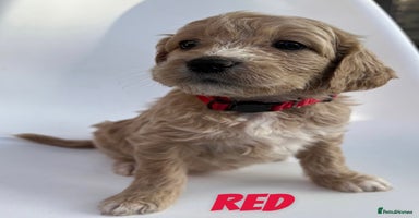Mixed Breed dogs - Advert 15