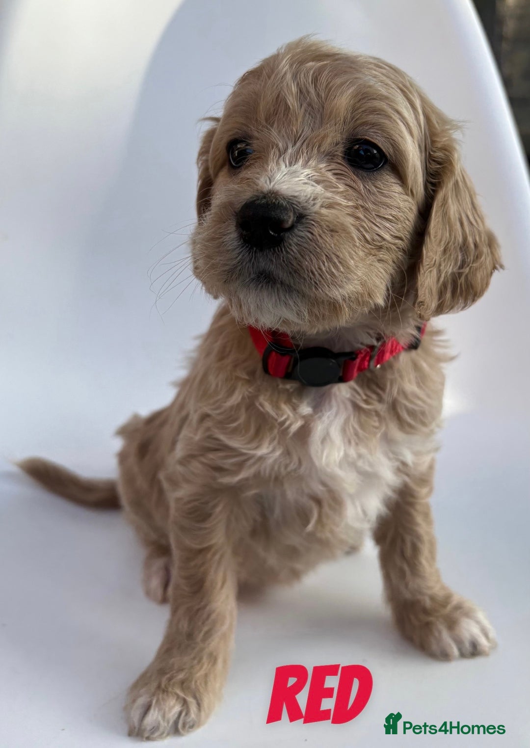 Mixed Breed dogs for sale: Beautiful litter of 10 Golden Doodles  - Image 3