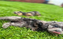 Cavapoo dogs for sale: Top Class Cavapoo pups double vaccinated! - Image 17