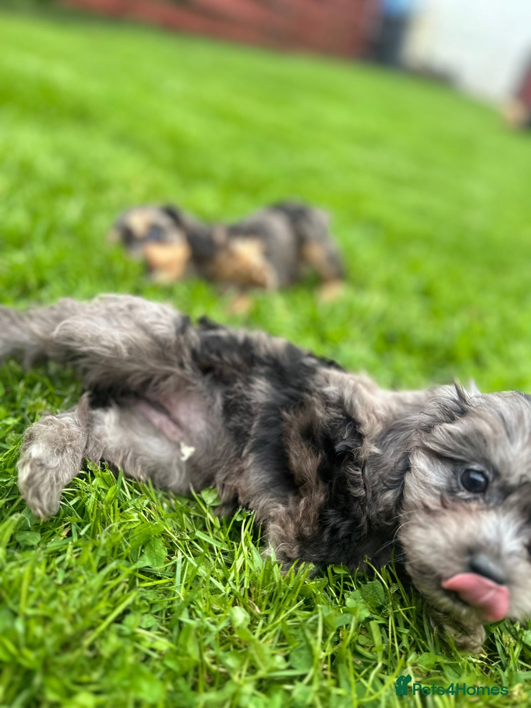 Cavapoo dogs for sale: Top Class Cavapoo pups double vaccinated! - Image 17