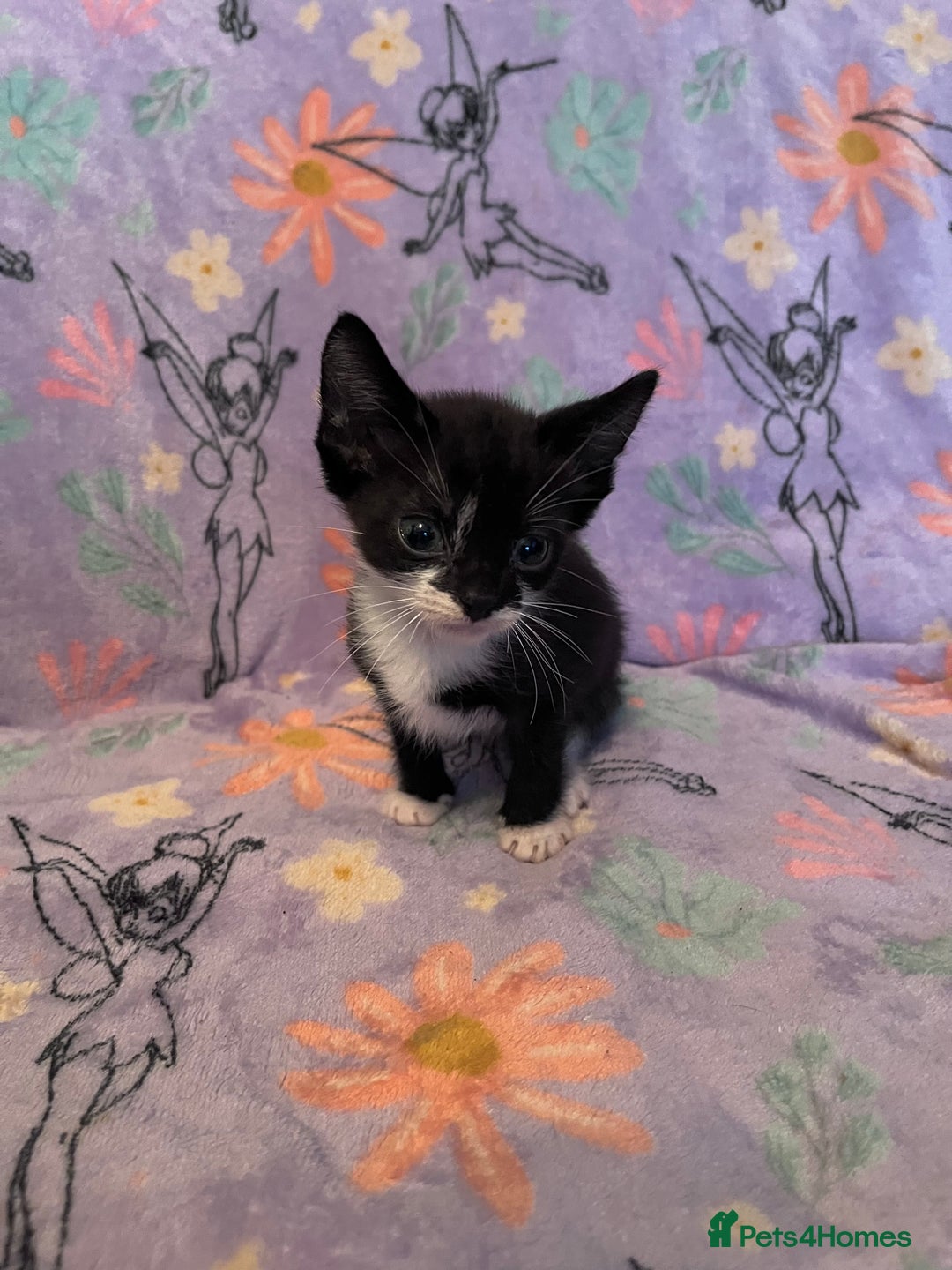 Mixed Breed cats for sale: 6 Kittens Ready to Leave! - Advert 5