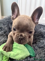 French Bulldog dogs - Advert 7