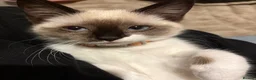 Ragdoll cats for sale: 6 month old Ragdoll x Scottish straight - Advert 3