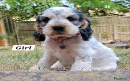 Cocker Spaniel dogs for sale: Blue Roan Tan-Sable Cocker Spaniel– KC bloodline - Image 11