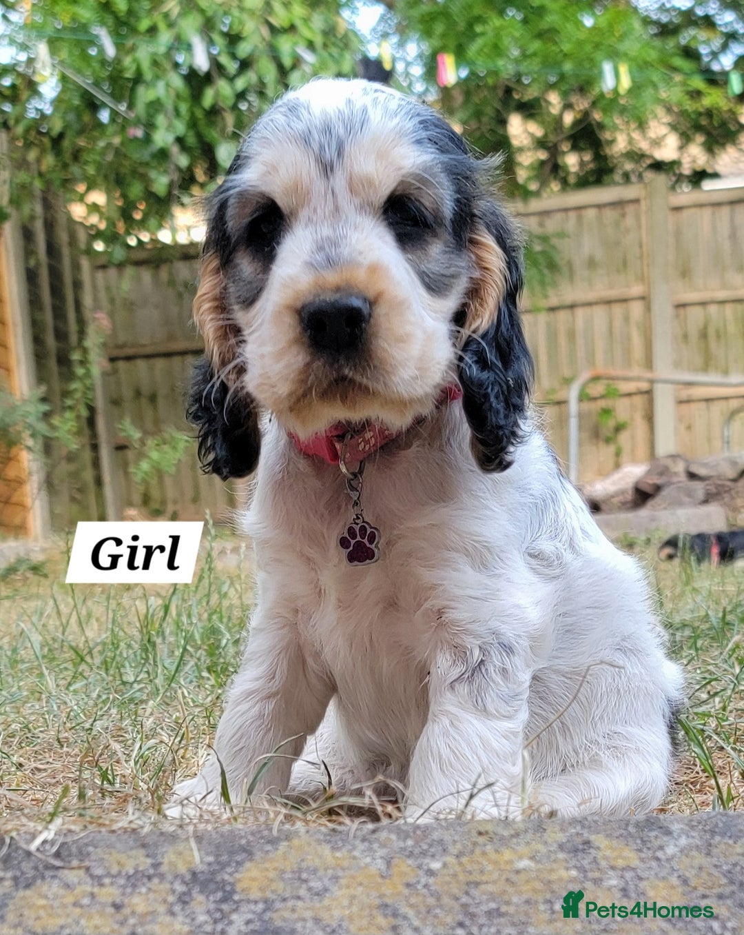 Cocker Spaniel dogs for sale: Blue Roan Tan-Sable Cocker Spaniel– KC bloodline - Image 11
