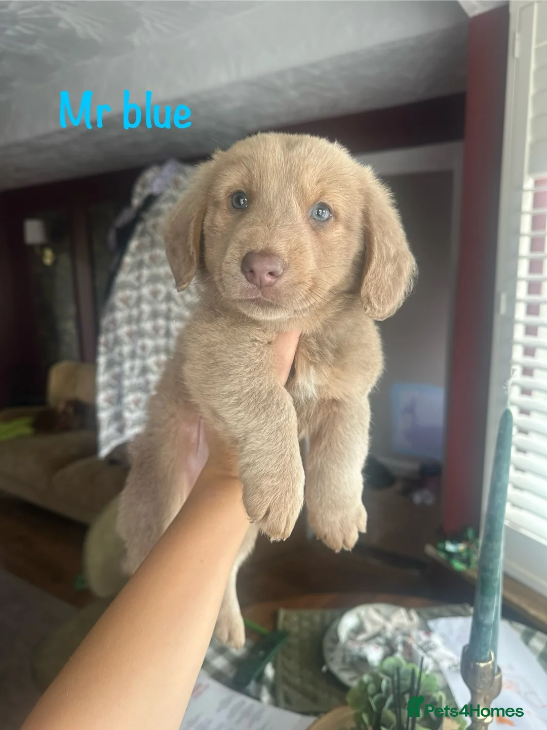 Mixed Breed dogs for sale: Beautiful German Sausages!! - Advert 2