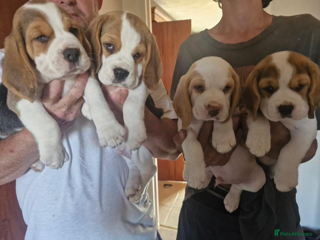 Beagle dogs Champion sired beagles KC reg & DNA health tested - Advert 1