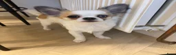 Chihuahua dogs for sale: Chihuahua puppy  in Hamilton - Advert 1