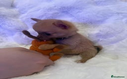 Pomchi dogs for sale: Fluffy Tiny Pomchi Puppies.🥰😍🤗 - Image 13