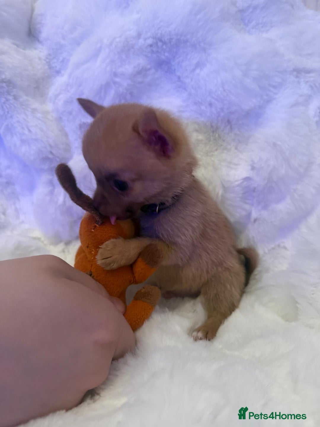 Pomchi dogs for sale: Fluffy Tiny Pomchi Puppies.🥰😍🤗 - Image 13