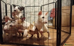 English Bull Terrier dogs for sale: 2 male English bull terrier pups - Image 4