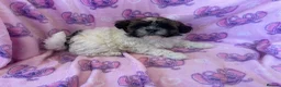 Shihpoo dogs for sale: Shihpoo puppies for sale  - Advert 8