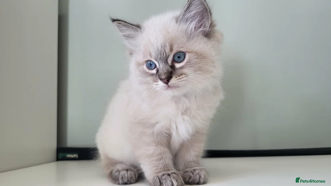 Ragdoll cats for stud: 100% proven boy for stud in Wakefield - Advert 17