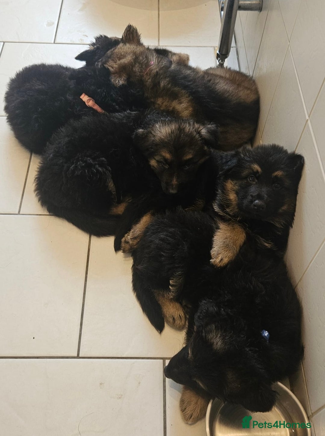 German Shepherd dogs for stud: German shepherd for stud  in Bexhill-on-Sea - Image 13