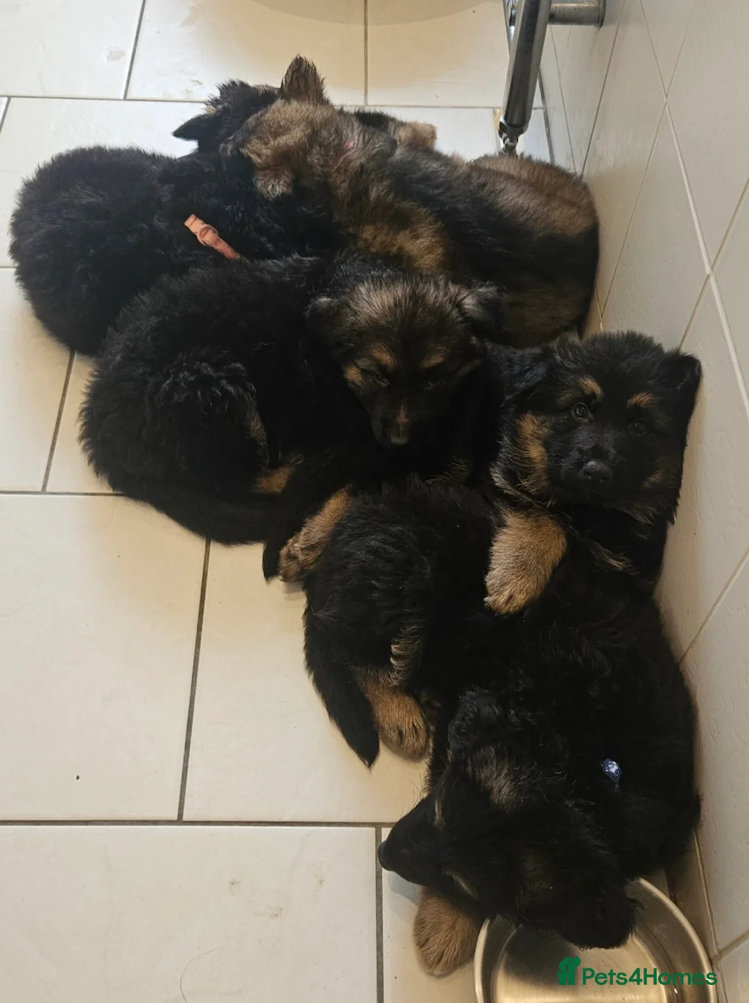 German Shepherd dogs for stud: PROVEN German shepherd for stud  in Bexhill-on-Sea - Advert 16