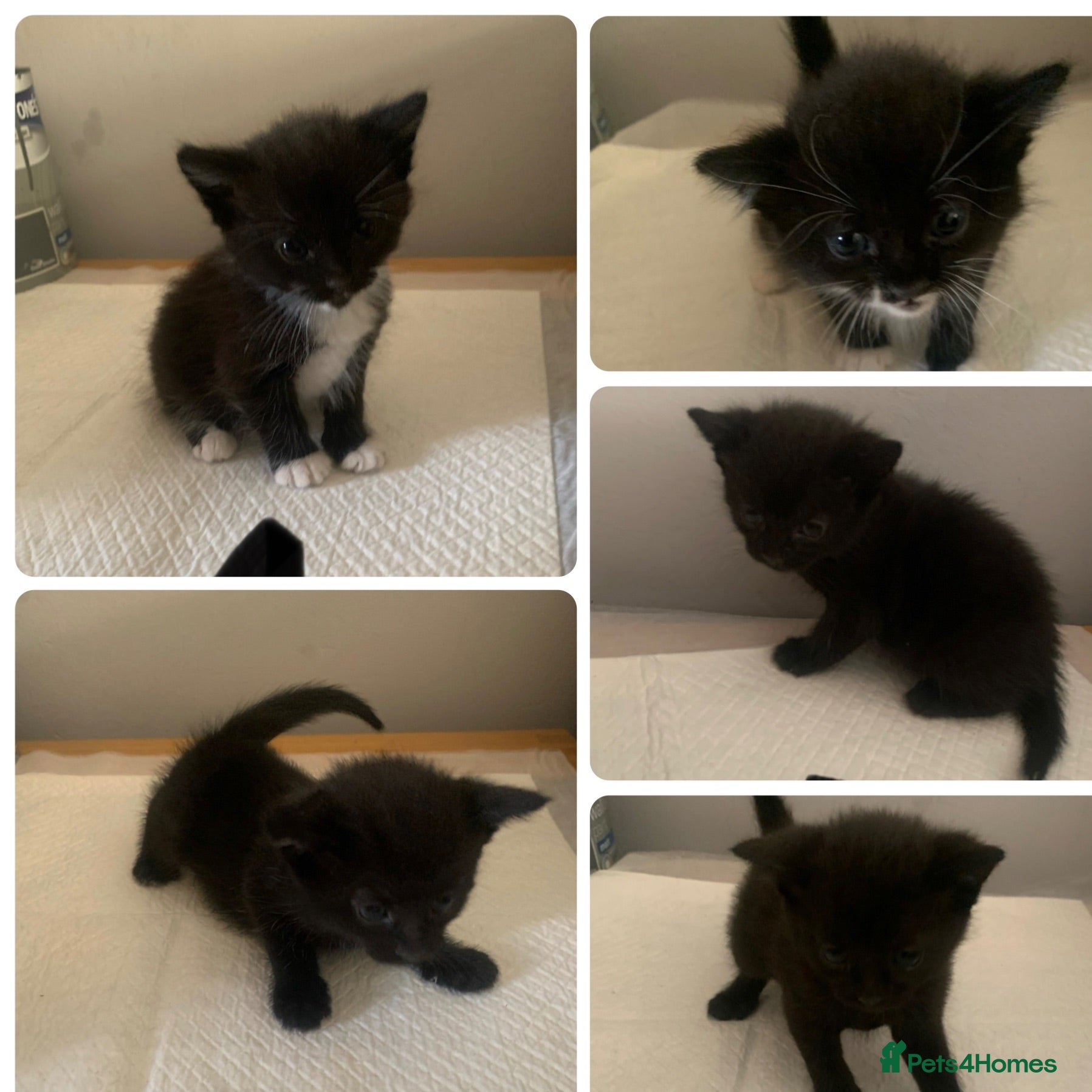Mixed Breed cats Kittens  - Advert 22