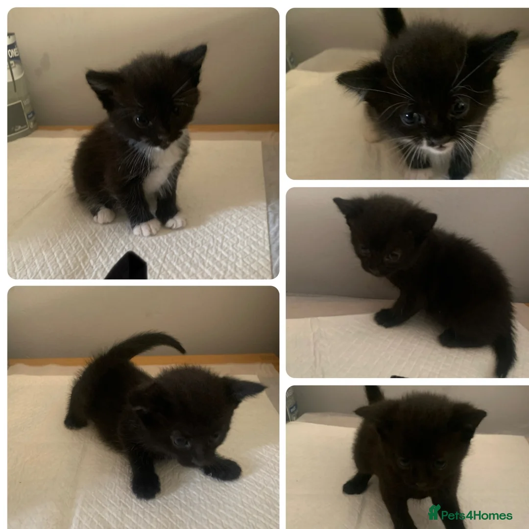 Mixed Breed cats for sale: Kittens  in Swansea - Advert 7