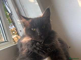 Maine Coon cats 7 adorable maincoon kittens - Advert 2