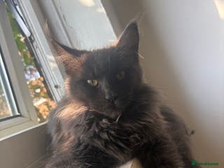 Maine Coon cats 7 adorable maincoon kittens - Advert 18