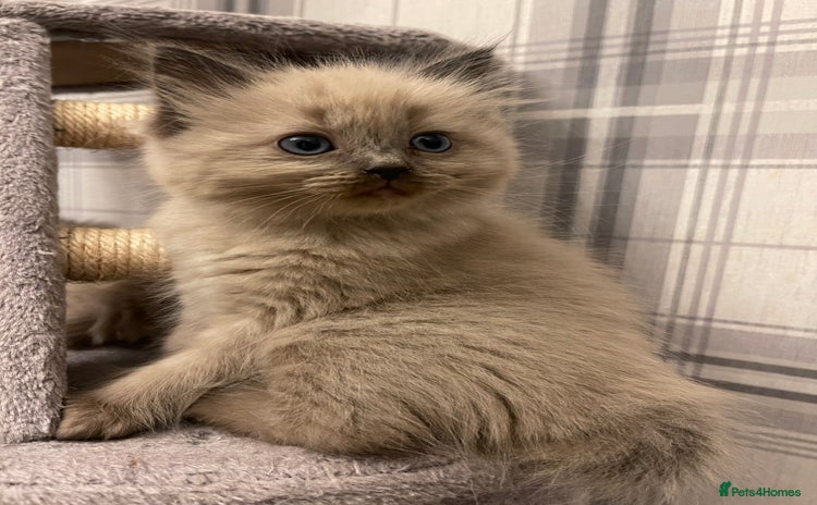 Ragdoll cats - Advert 1