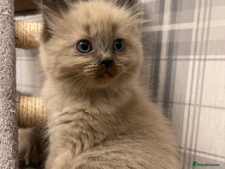 Ragdoll cats - Advert 1