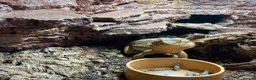 Bearded Dragon reptiles for sale: Bearded dragon and full set up for sale! in Mirfield - Advert 4