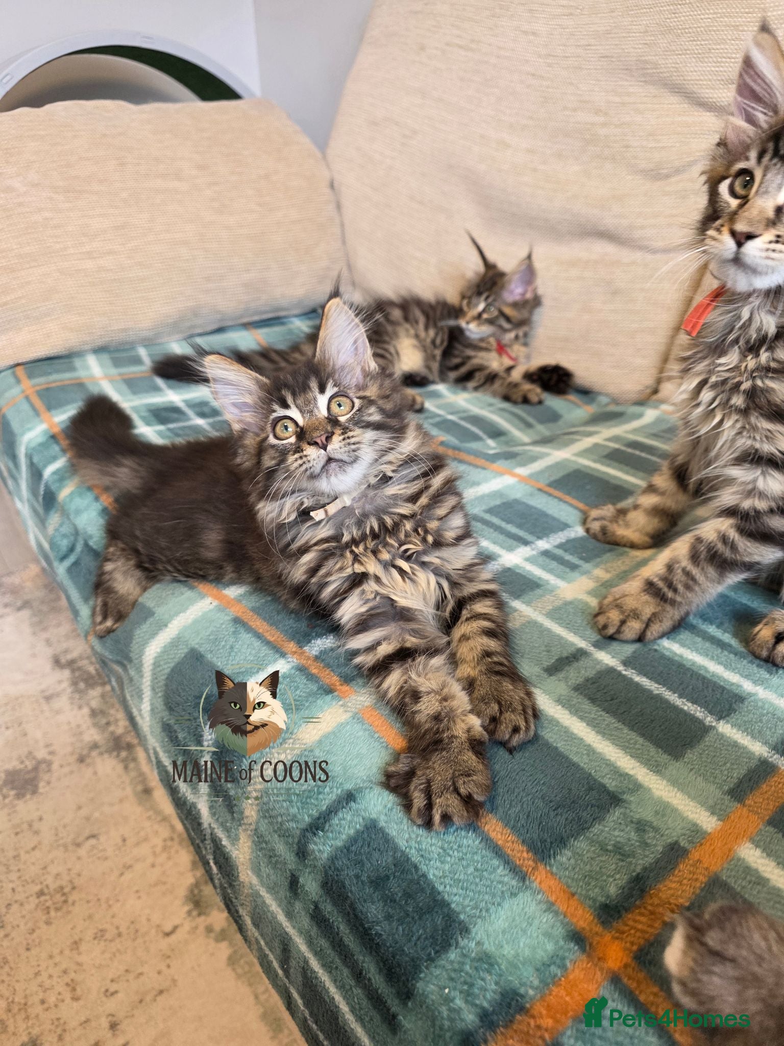 Maine Coon cats Maine coon kittens - Advert 2
