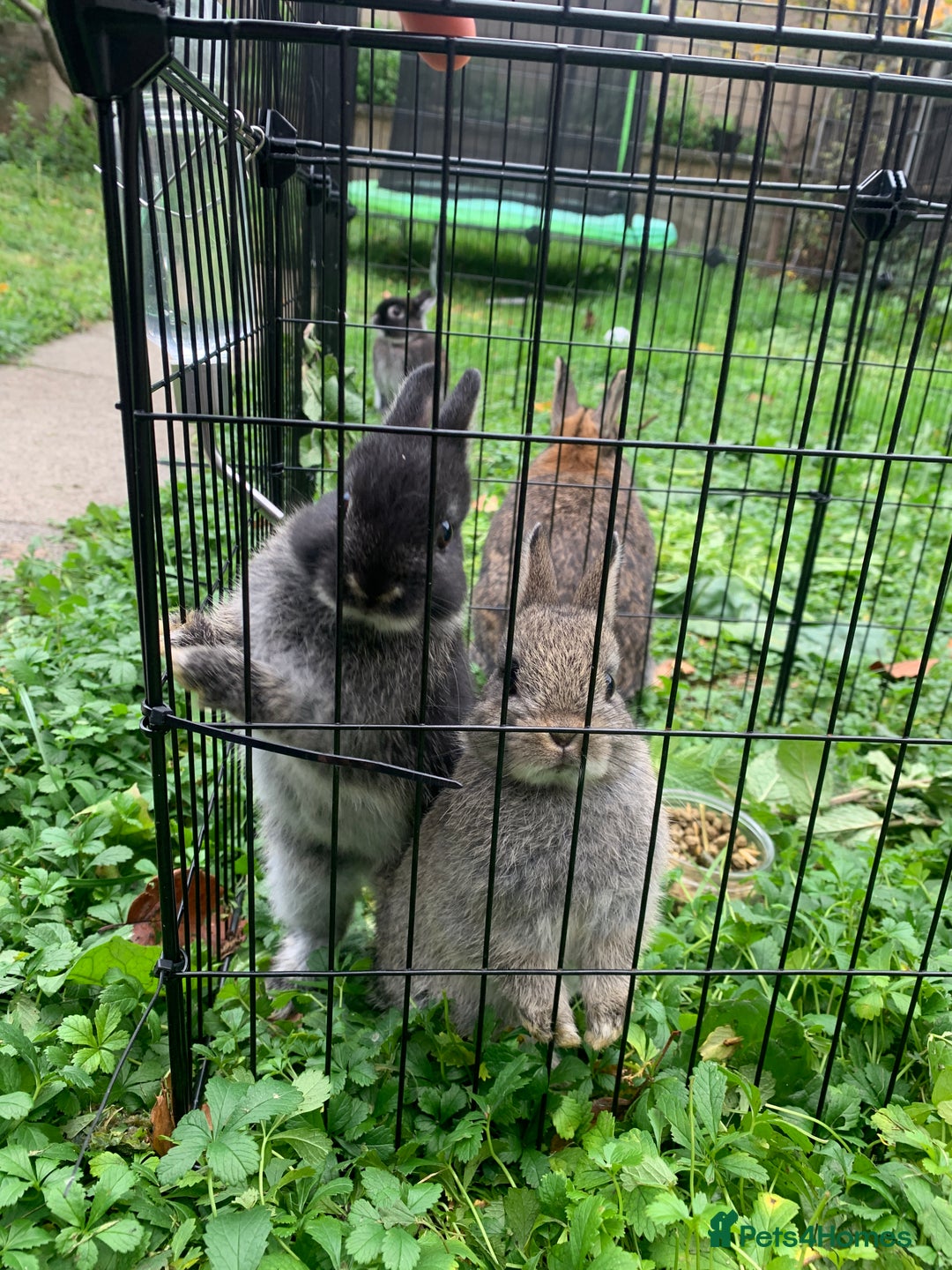Netherland Dwarf rabbits for sale: Gorgeous Netherland Dwarf Rabbit - Advert 2