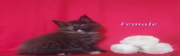 Maine Coon cats for sale: GCCF REGISTERED MAINE COON KITTENS FOR SALE  - Advert 7